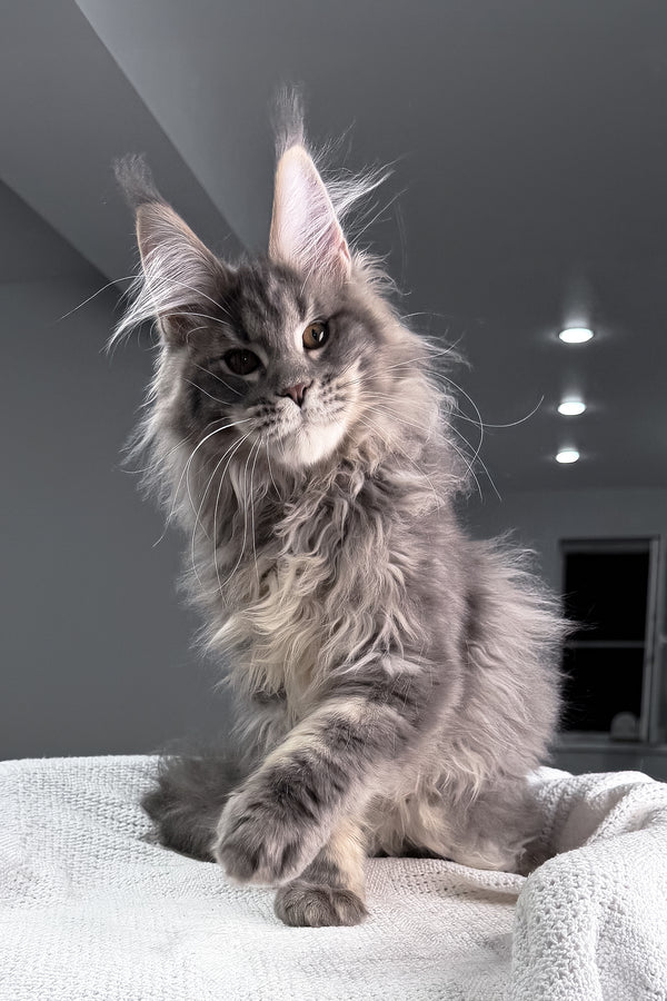 Salute | Maine Coon Kitten