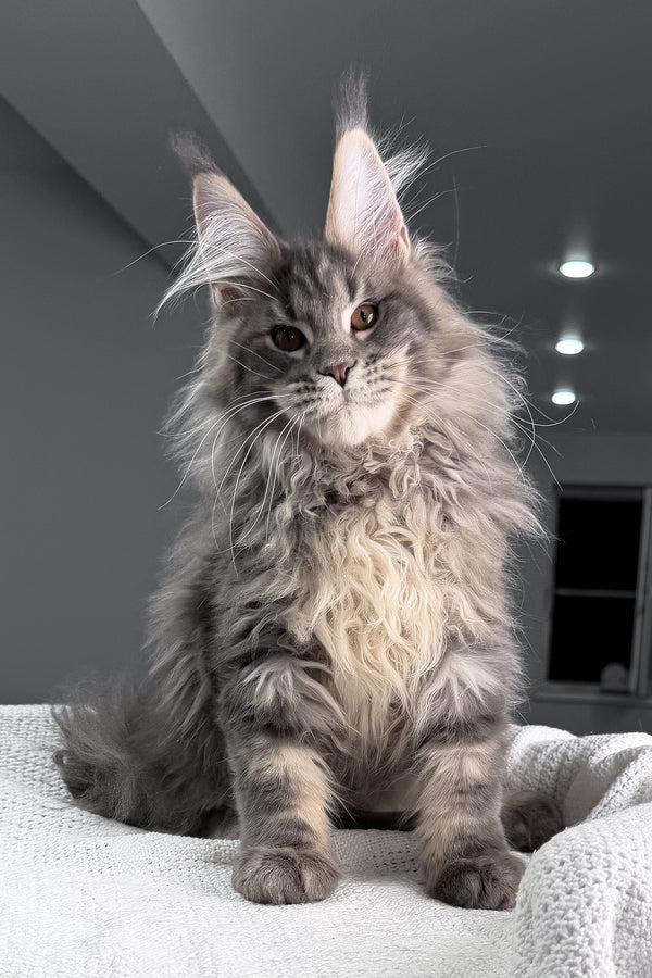 Salute | Maine Coon Kitten