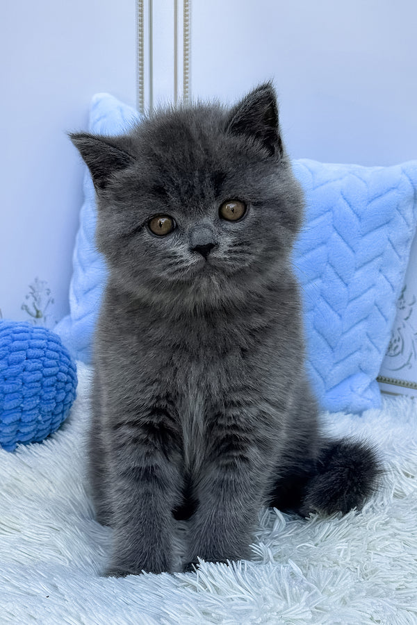 Uno | British Shorthair Kitten