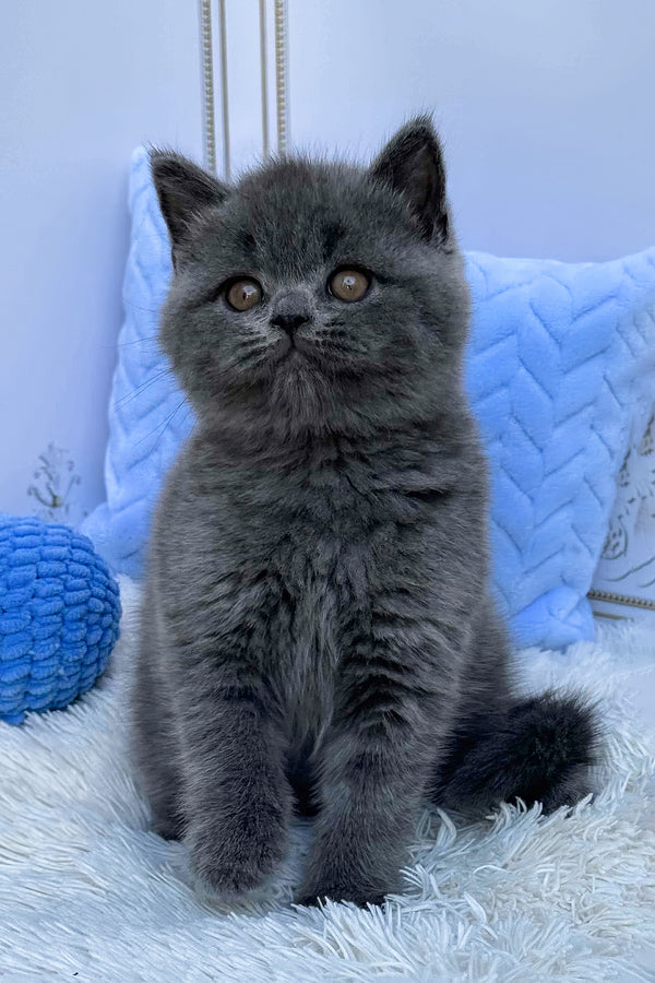 Uno | British Shorthair Kitten