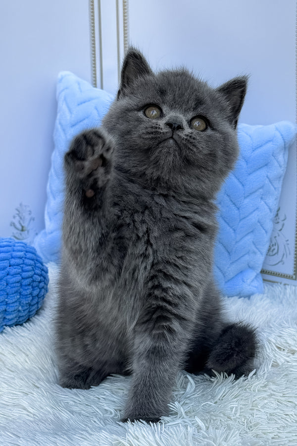 Uno | British Shorthair Kitten