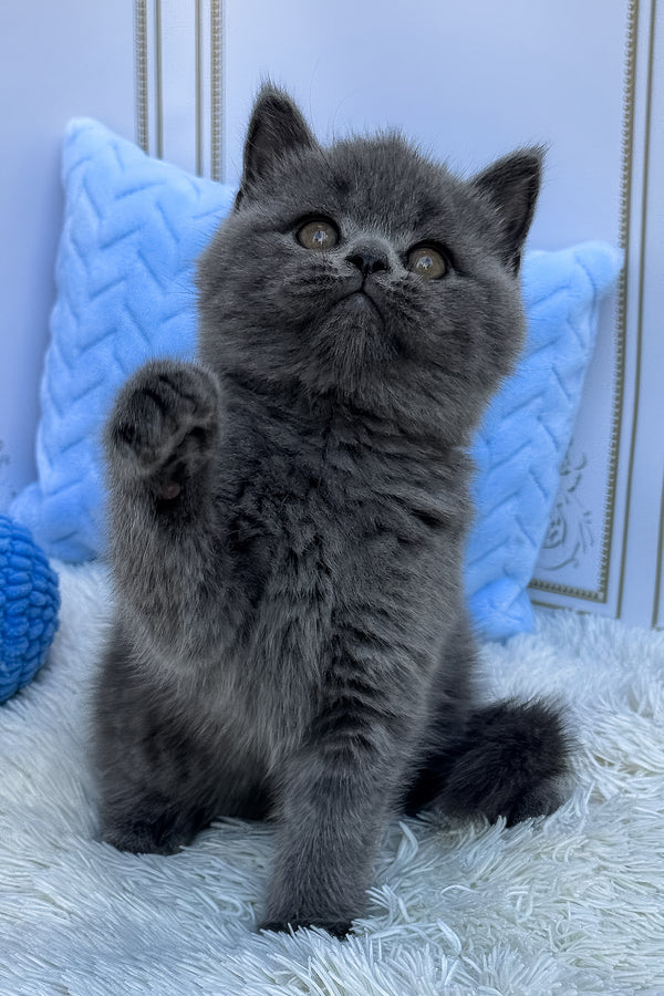 Uno | British Shorthair Kitten