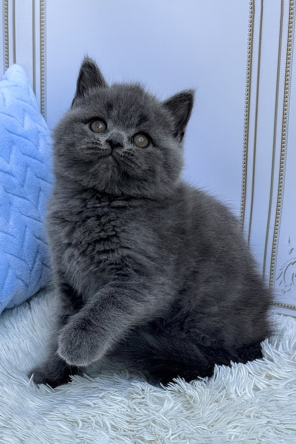Uno | British Shorthair Kitten