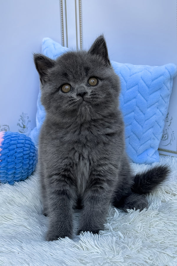 Uno | British Shorthair Kitten