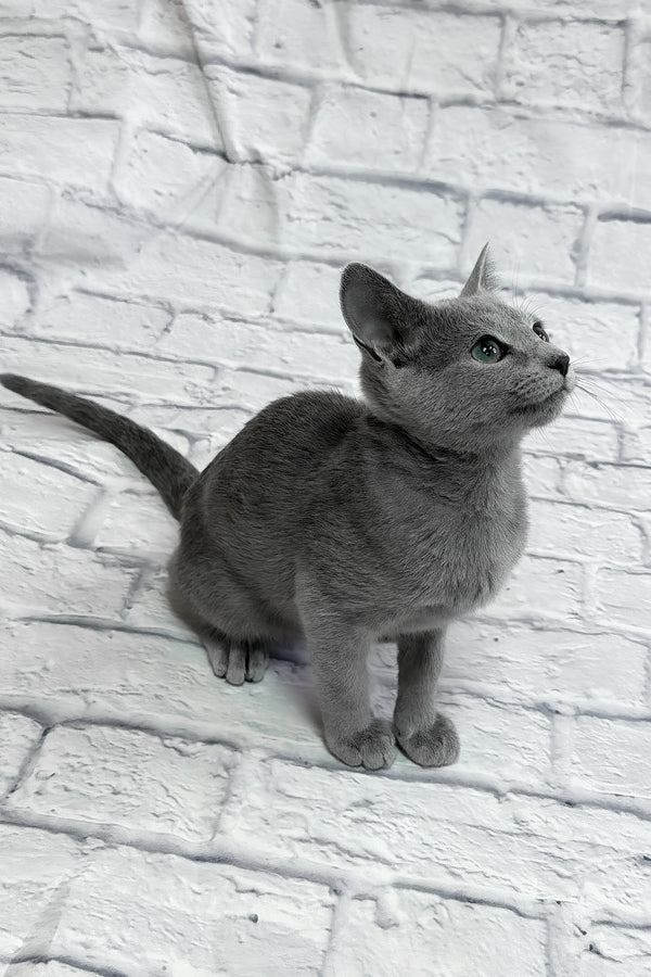 Unreal | Russian Blue Kitten