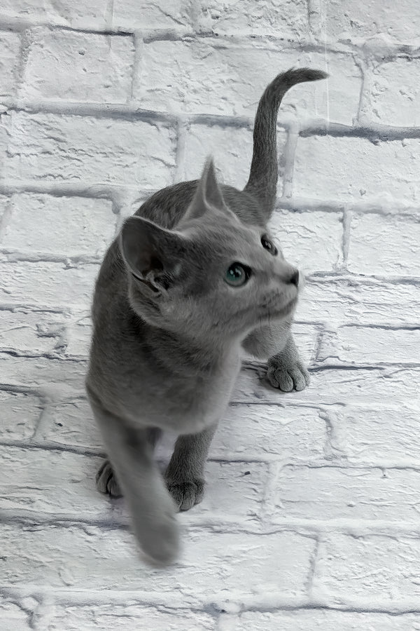 Unreal | Russian Blue Kitten