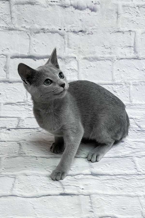 Unreal | Russian Blue Kitten