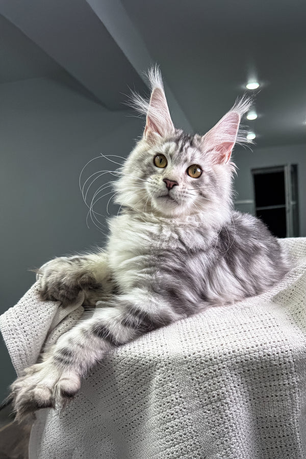 Vertigo | Maine Coon Kitten