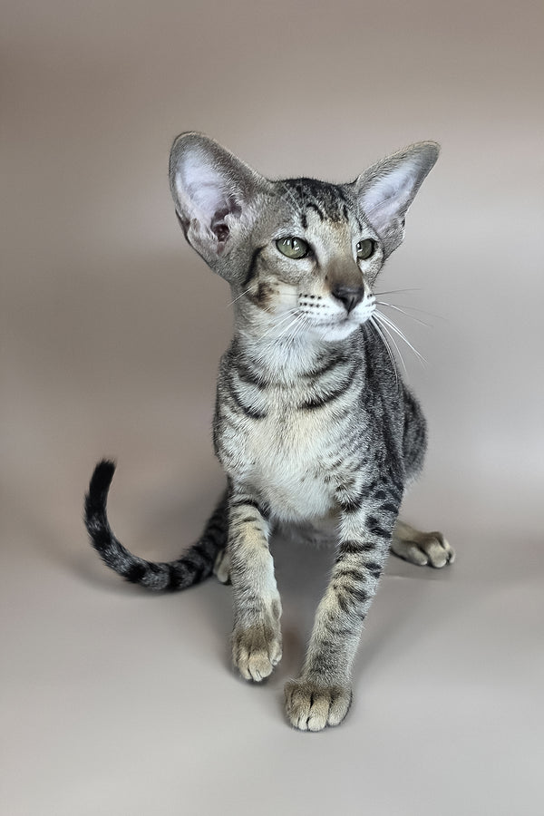 Yara | Oriental Shorthair Kitten