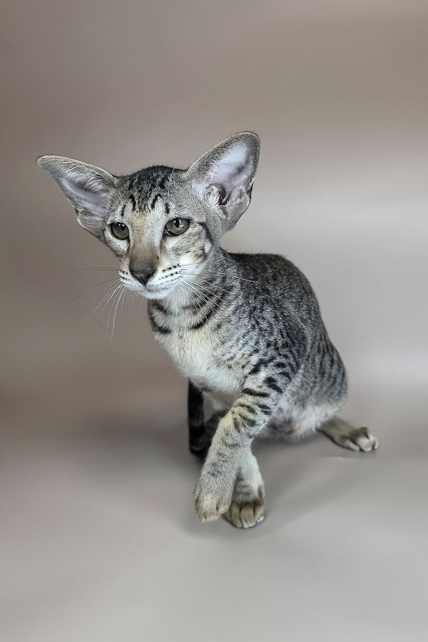 Yara | Oriental Shorthair Kitten