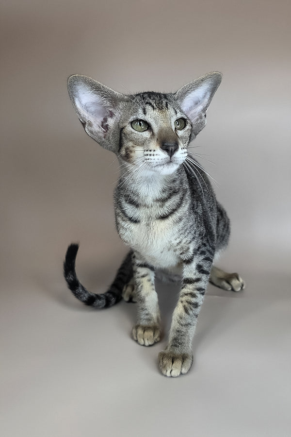 Yara | Oriental Shorthair Kitten