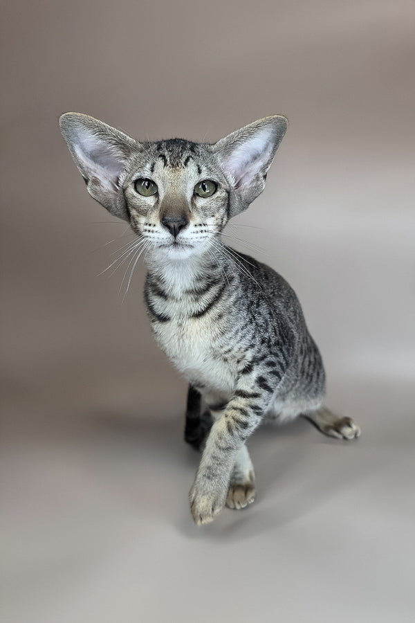 Yara | Oriental Shorthair Kitten