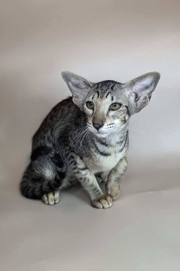 Yara | Oriental Shorthair Kitten
