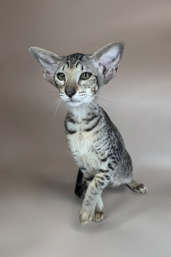 Yara | Oriental Shorthair Kitten