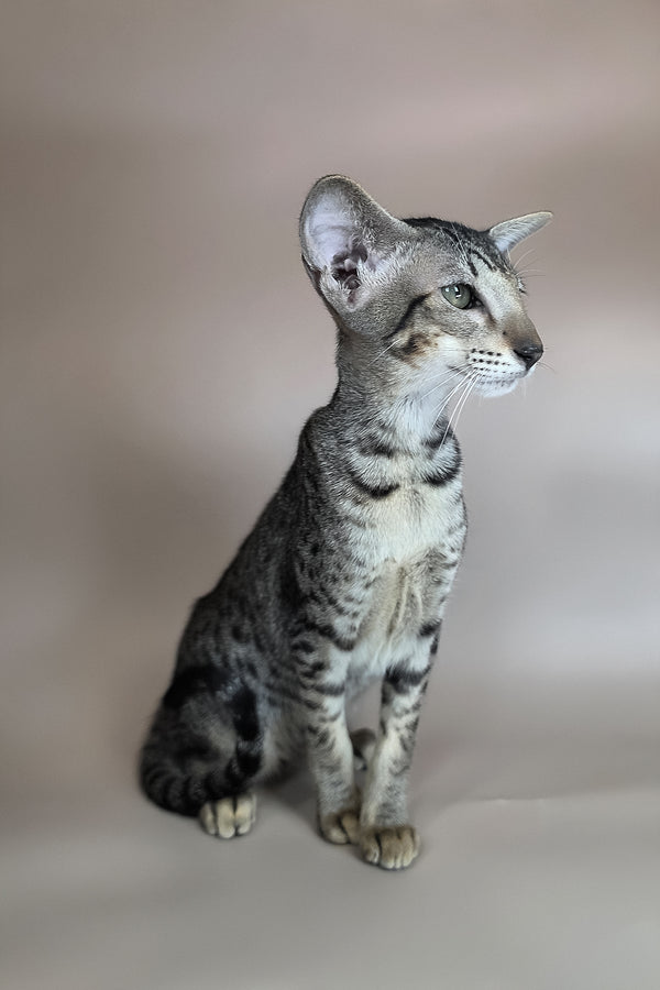 Yara | Oriental Shorthair Kitten