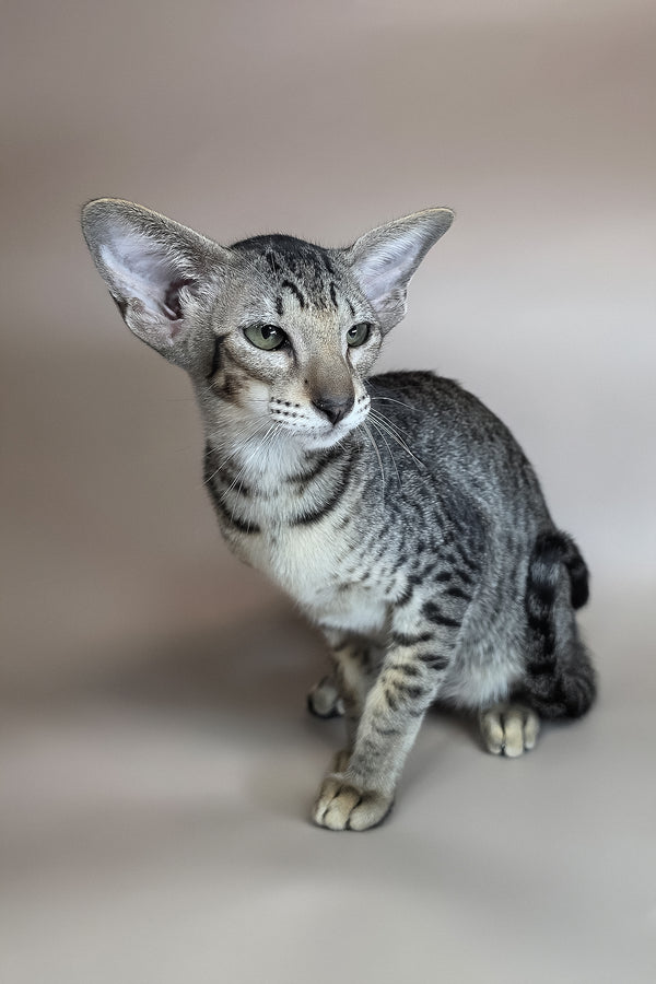 Yara | Oriental Shorthair Kitten