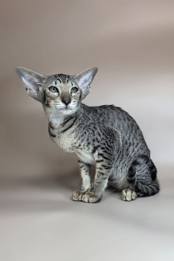 Yara | Oriental Shorthair Kitten