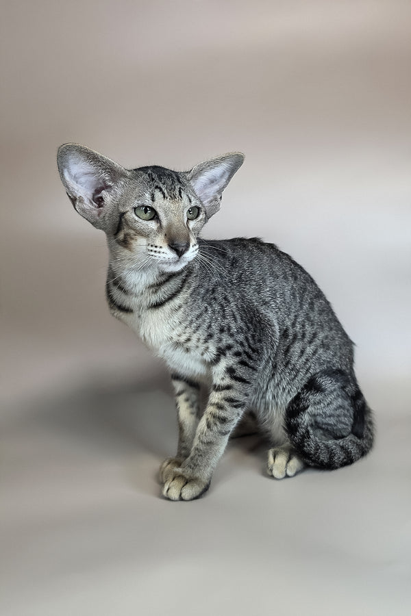 Yara | Oriental Shorthair Kitten