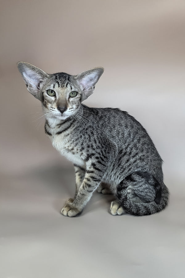 Yara | Oriental Shorthair Kitten
