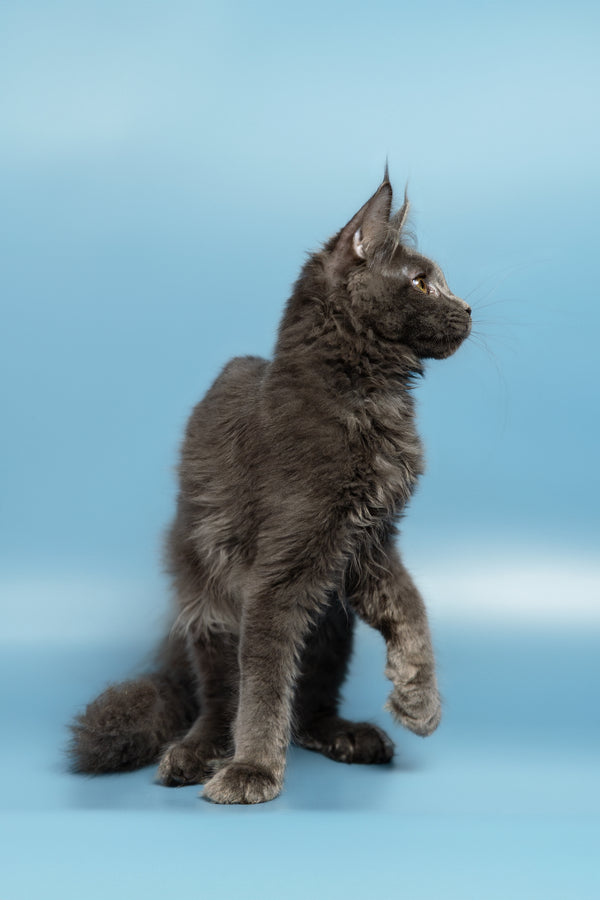 Lex | Maine Coon Kitten
