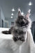 Landino | Polydactyl Maine Coon Kitten