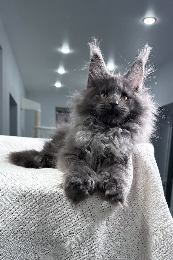 Landino | Polydactyl Maine Coon Kitten