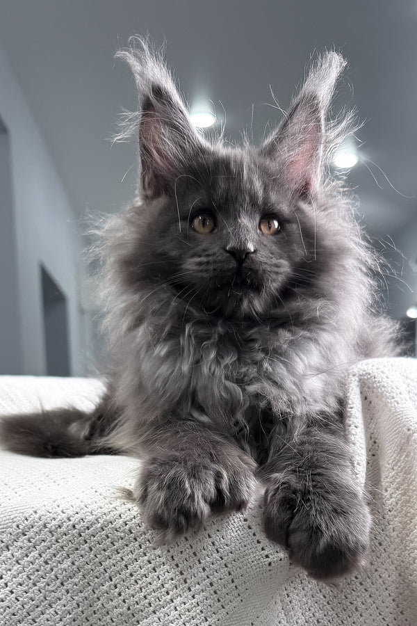 Landino | Polydactyl Maine Coon Kitten