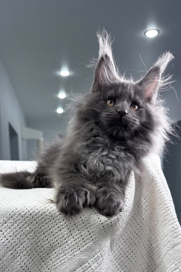 Landino | Polydactyl Maine Coon Kitten