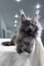 Landino | Polydactyl Maine Coon Kitten