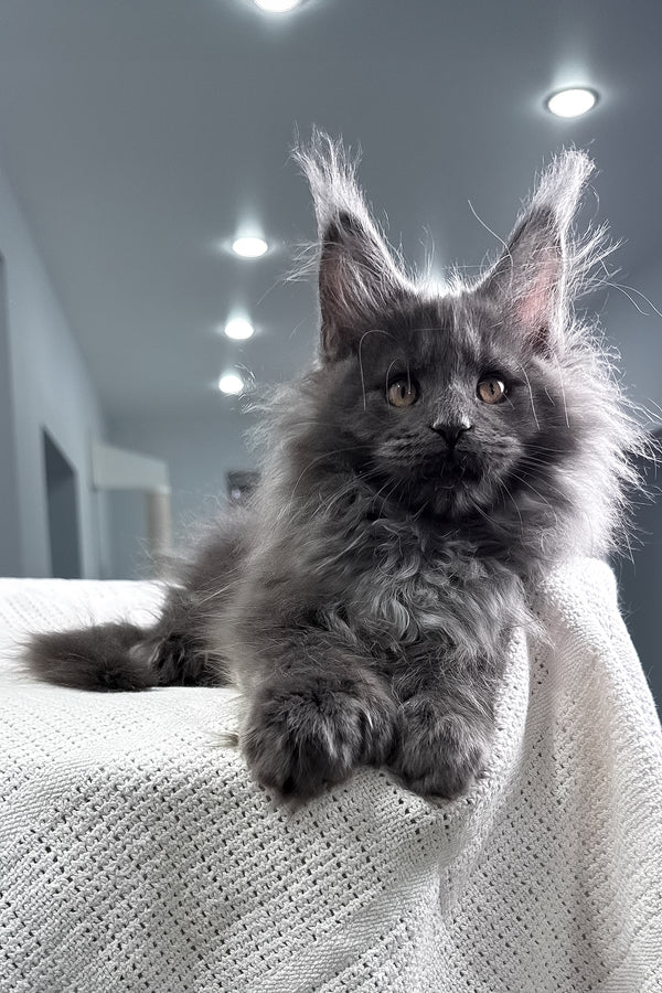 Landino | Polydactyl Maine Coon Kitten