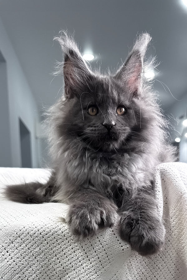 Landino | Polydactyl Maine Coon Kitten