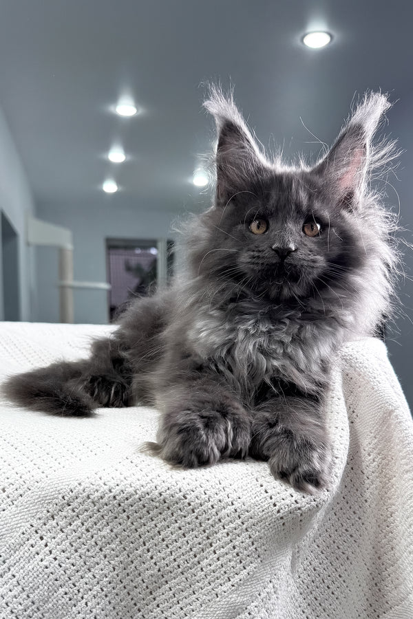 Landino | Polydactyl Maine Coon Kitten