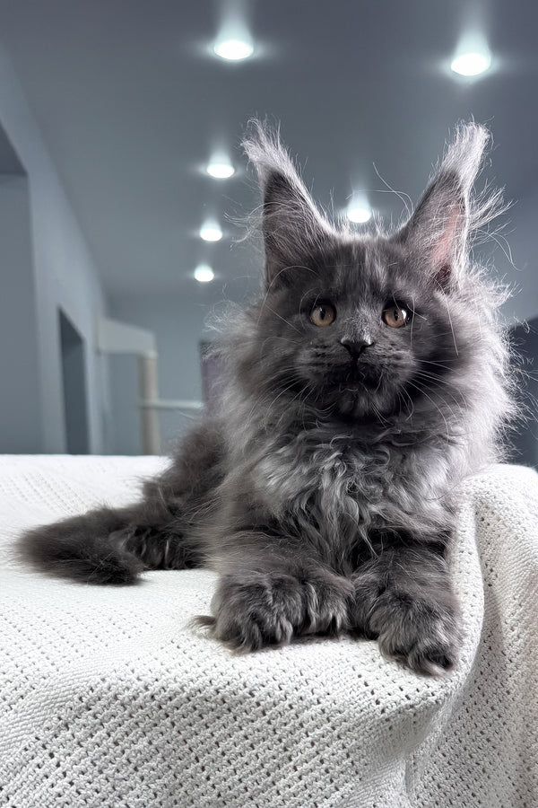 Landino | Polydactyl Maine Coon Kitten
