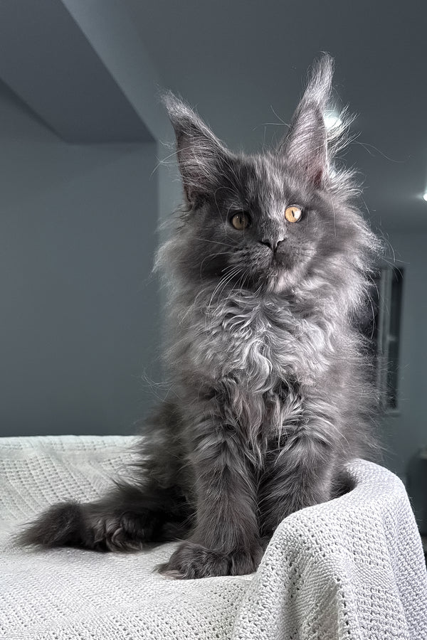 Landino | Polydactyl Maine Coon Kitten
