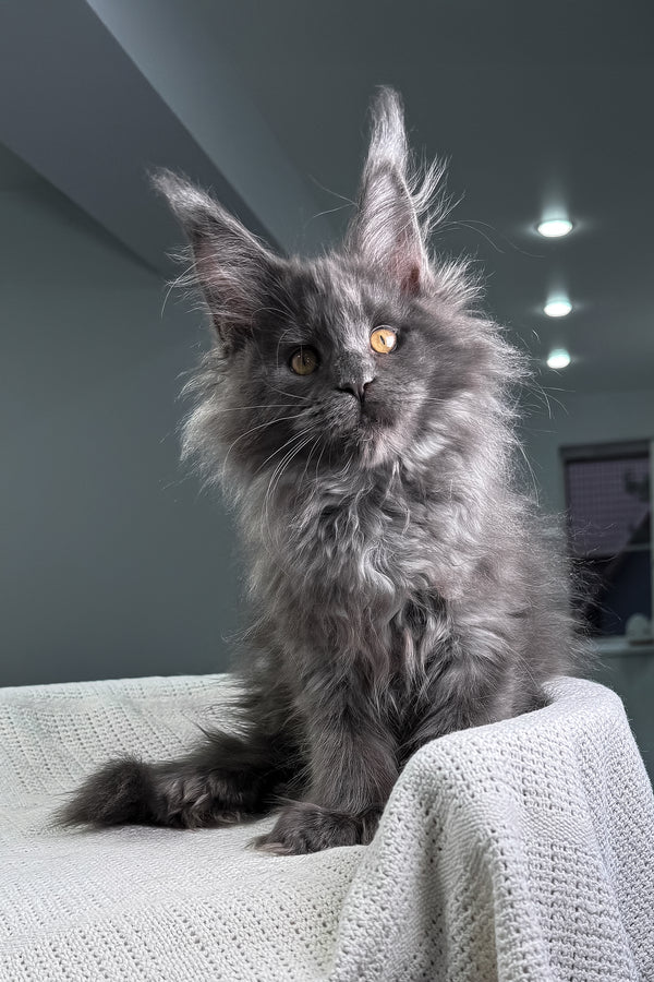 Landino | Polydactyl Maine Coon Kitten