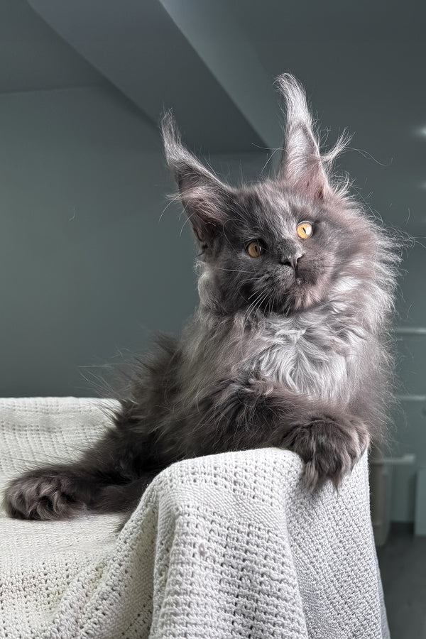 Landino | Polydactyl Maine Coon Kitten