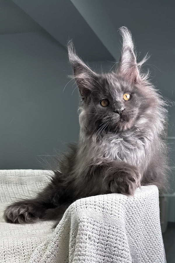 Landino | Polydactyl Maine Coon Kitten