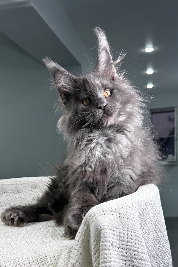 Landino | Polydactyl Maine Coon Kitten