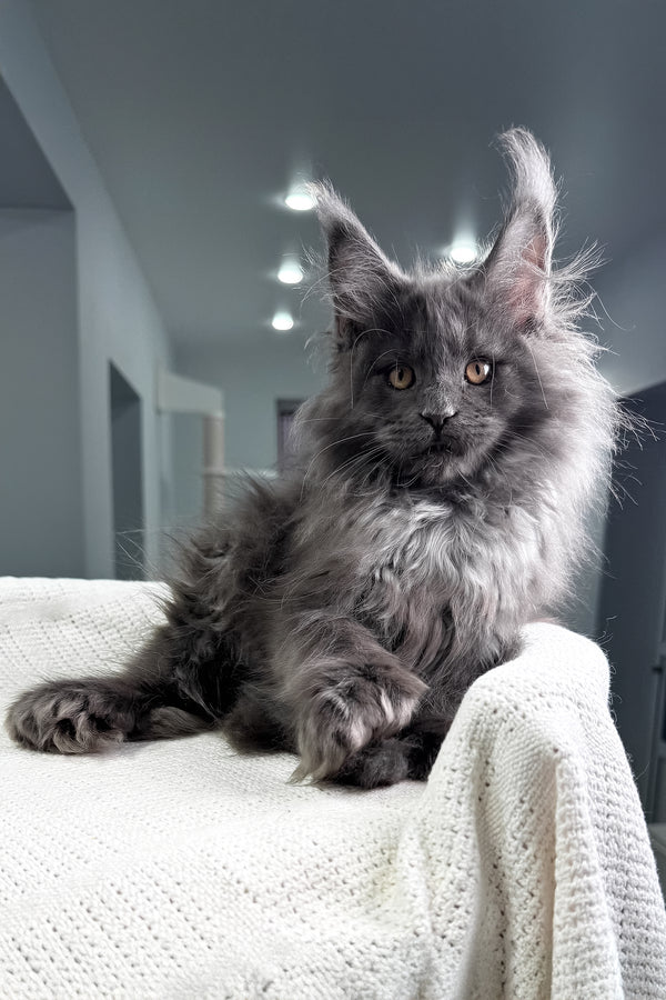 Landino | Polydactyl Maine Coon Kitten