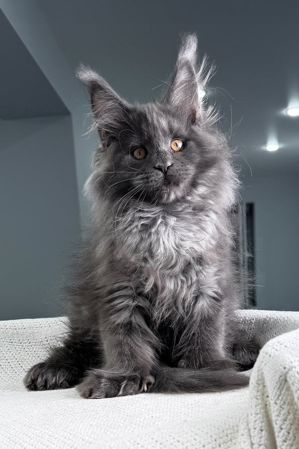 Landino | Polydactyl Maine Coon Kitten