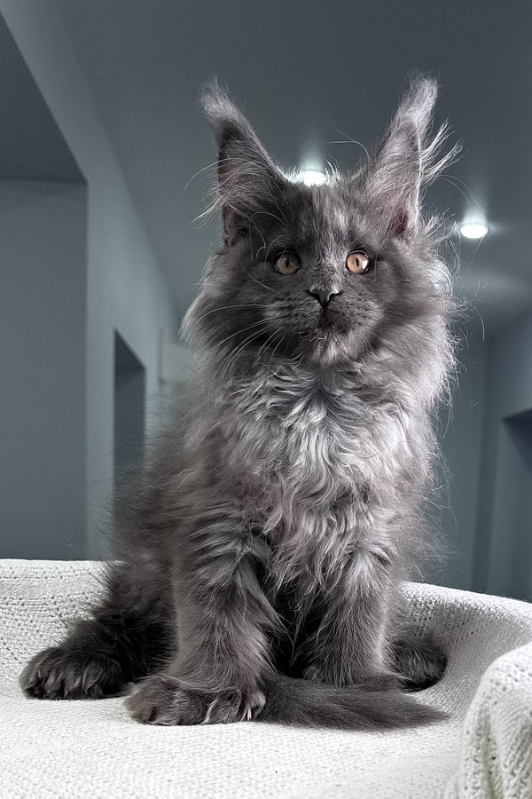Landino | Polydactyl Maine Coon Kitten