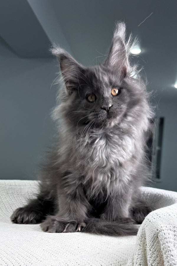 Landino | Polydactyl Maine Coon Kitten