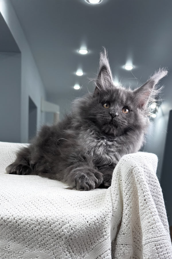 Landino | Polydactyl Maine Coon Kitten