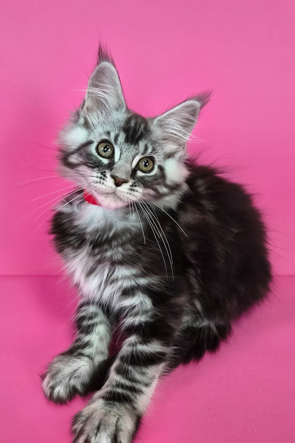 Luna | Maine Coon Kitten