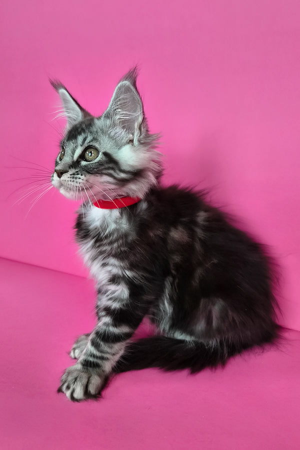 Luna | Maine Coon Kitten