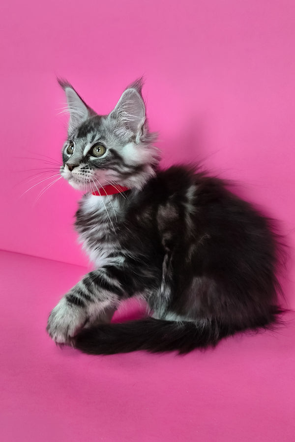 Luna | Maine Coon Kitten