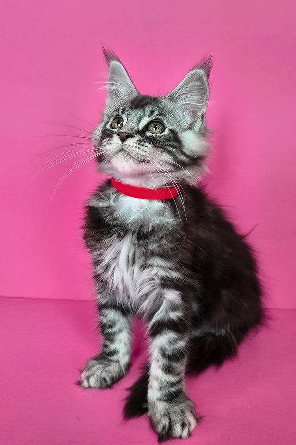 Luna | Maine Coon Kitten
