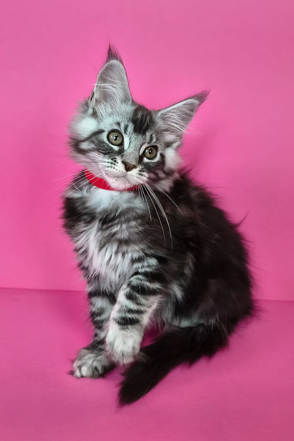 Luna | Maine Coon Kitten