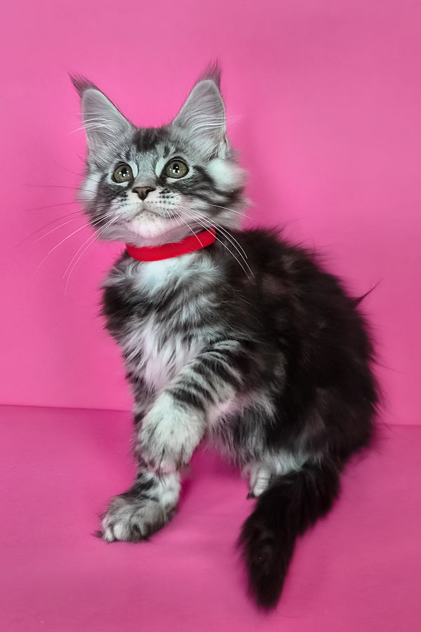 Luna | Maine Coon Kitten