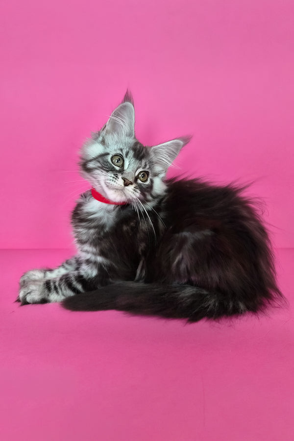 Luna | Maine Coon Kitten